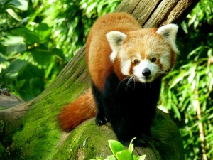 Panda roux à Branféré