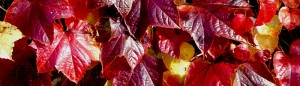 feuilles d'automne à kervoyal en damgan