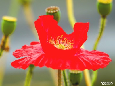 coquelicots kervoyal damgan fleur