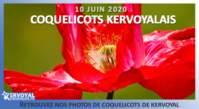 coquelicots de kervoyal en damgan