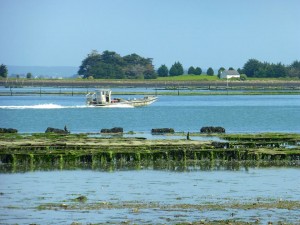 Île Godec vue de la pointe du Bernon à #sarzeau