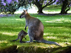 Bébé wallaby cherchant ses clés avant de sortir