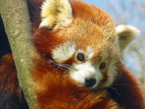 Le panda roux