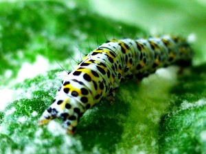 Chenille léopard?