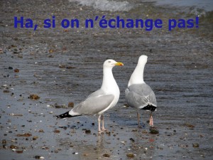 goélands en contact