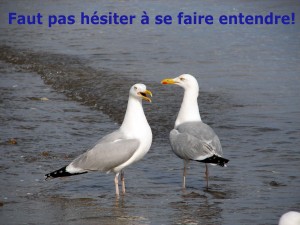 goélands en contact
