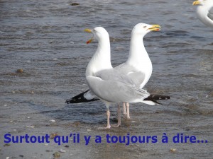 goélands en contact