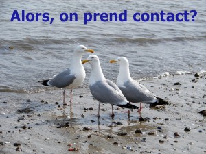 goélands en contact