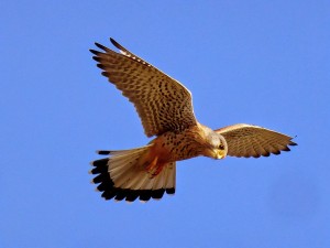 Buse ou épervier? Vu au dessus le la pointe.