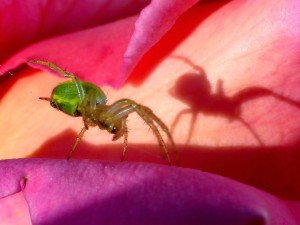 Araignée très pop-art!